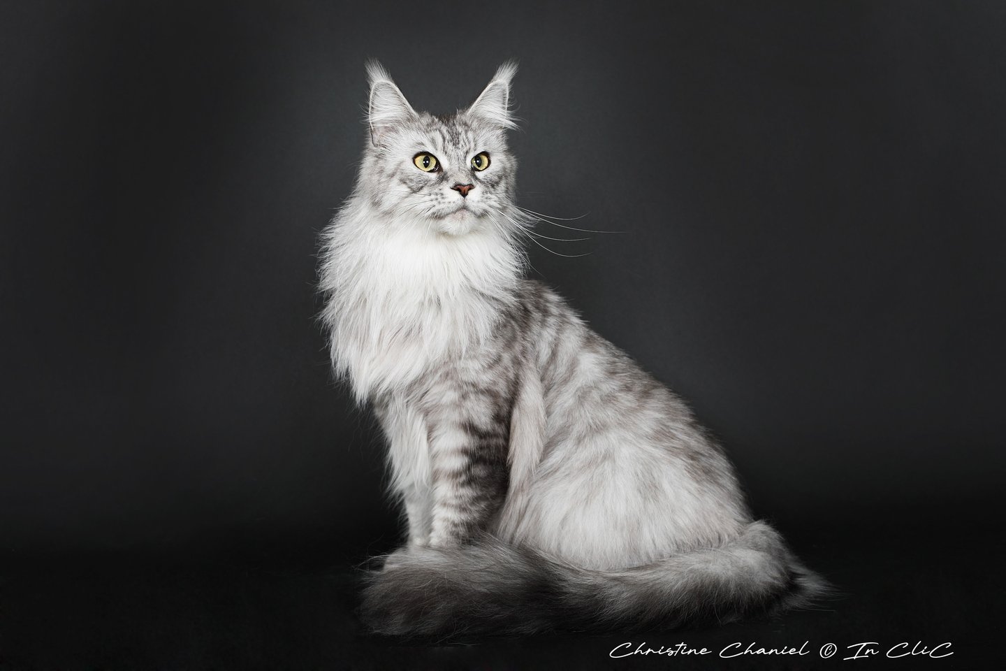 Maine Coon à lélevage Des Rives De Riss