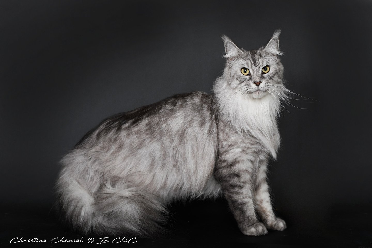 Chat de race Maine Coon
