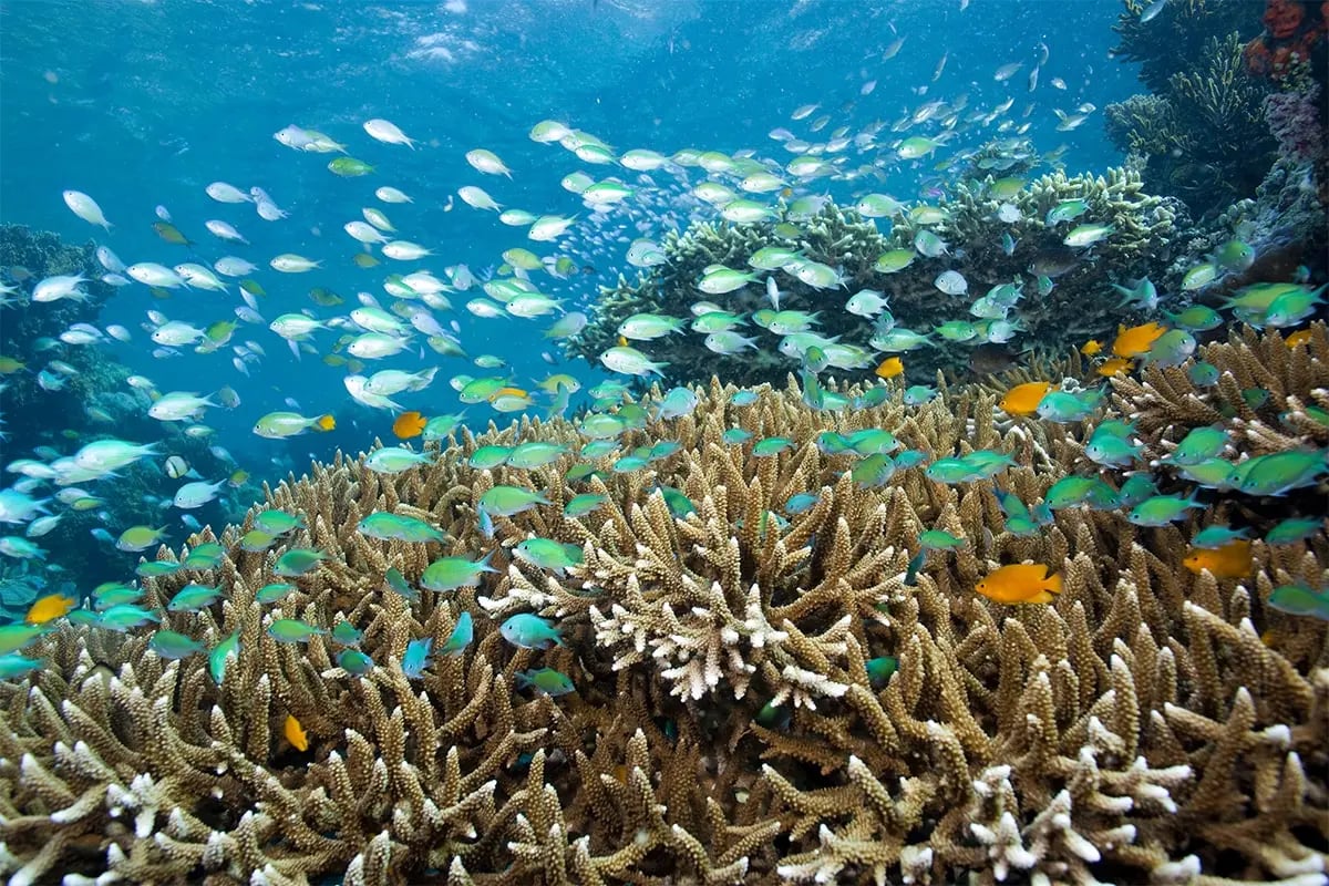 Menjangan Island