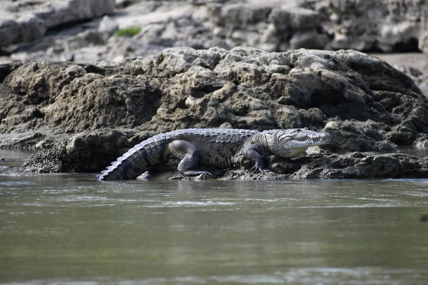 Wild crocodile resting on muddy riverbank – reptile sighting during Chiapas wildlife tour