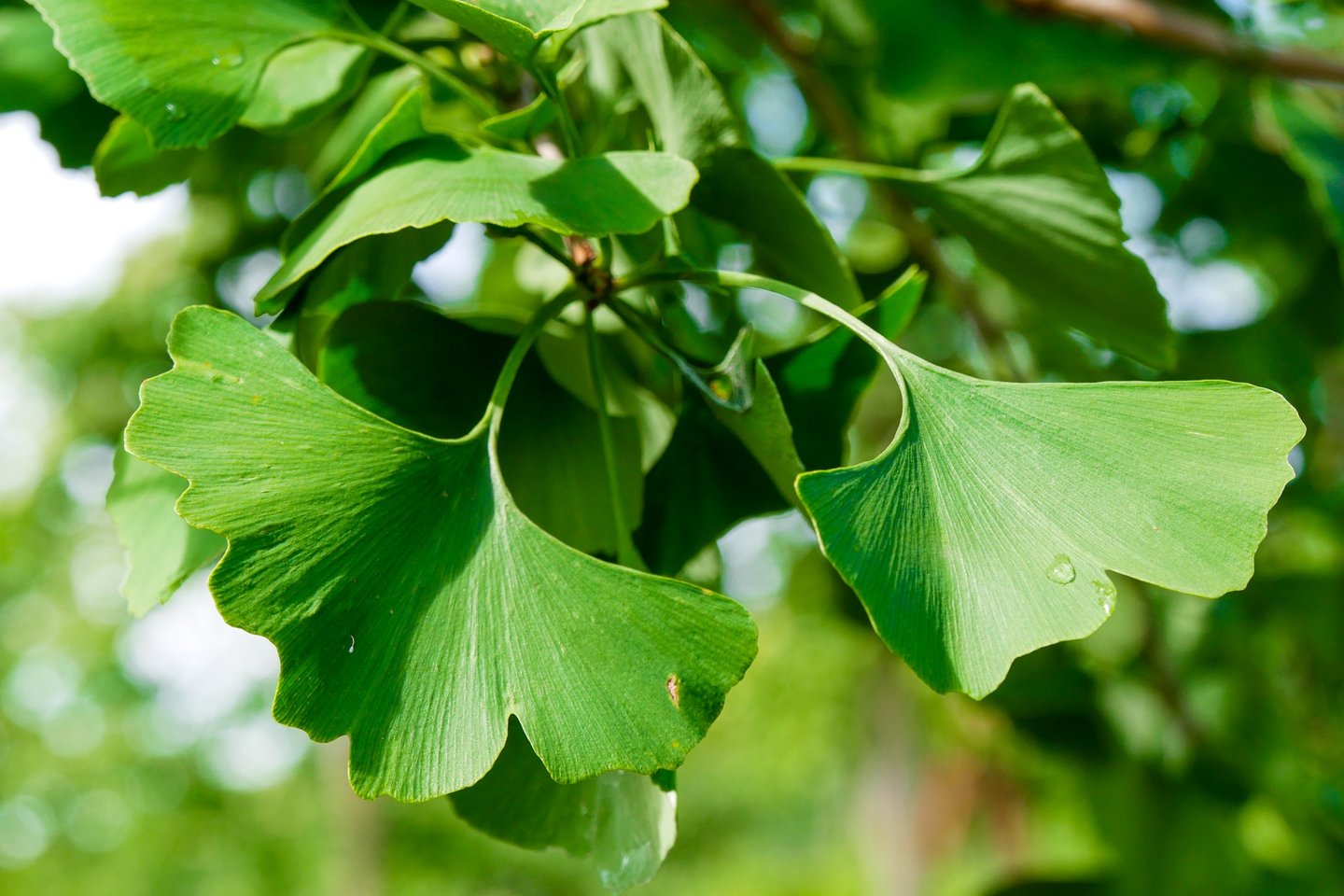 ginkgo biloba leaves