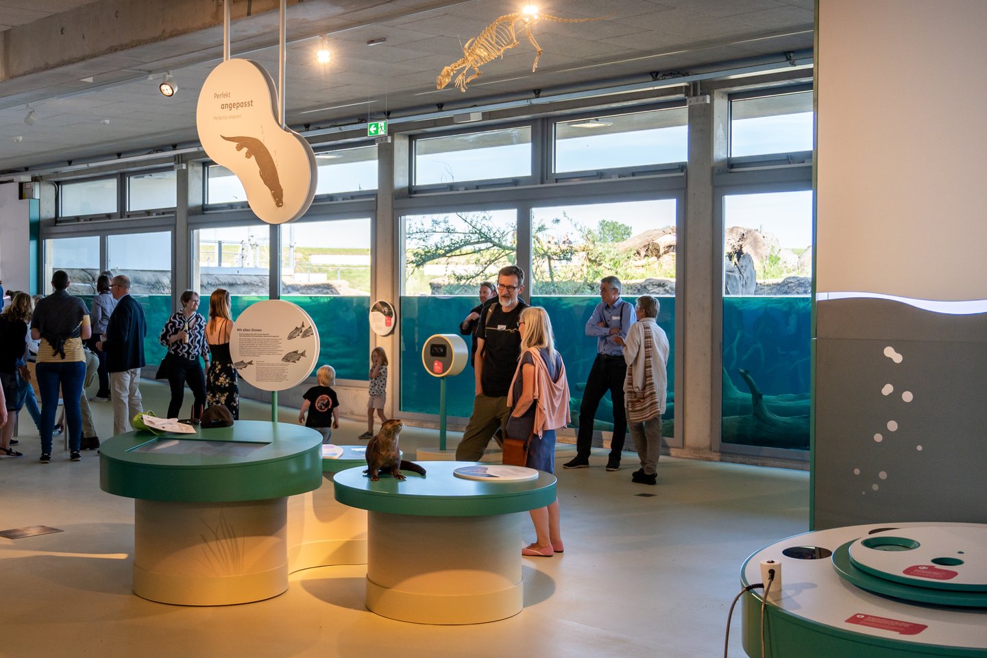 Wasserlinie des Aquariums - ein grundlegendes Element, das das gesamte Erlebnis vereint