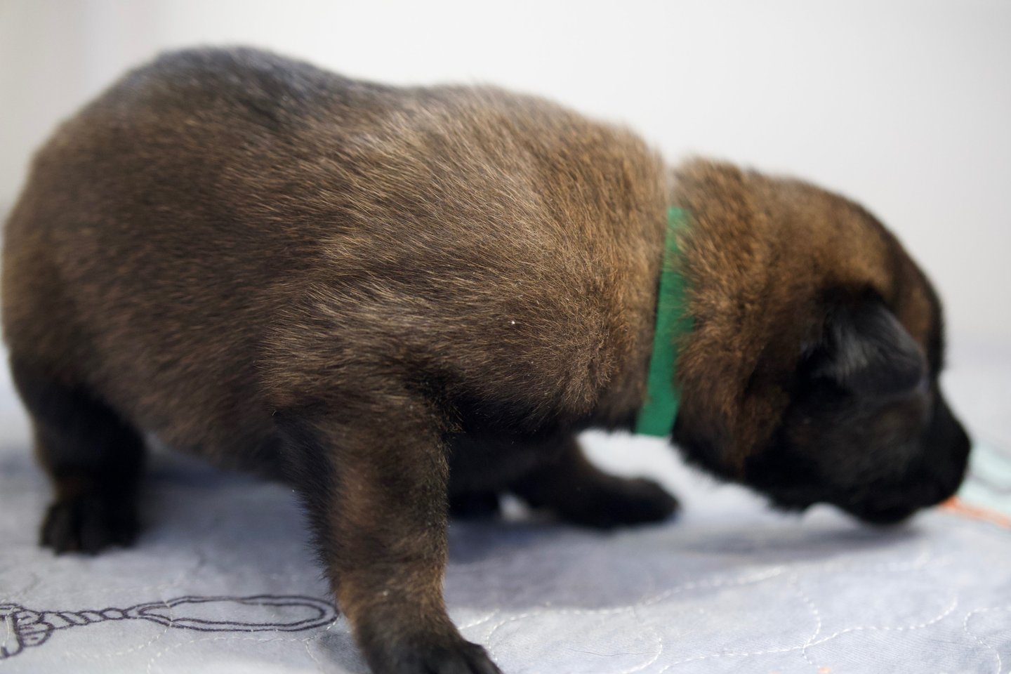 Belgian Malinois puppies for sale in Florida. Five males and three females available July 11th 2026