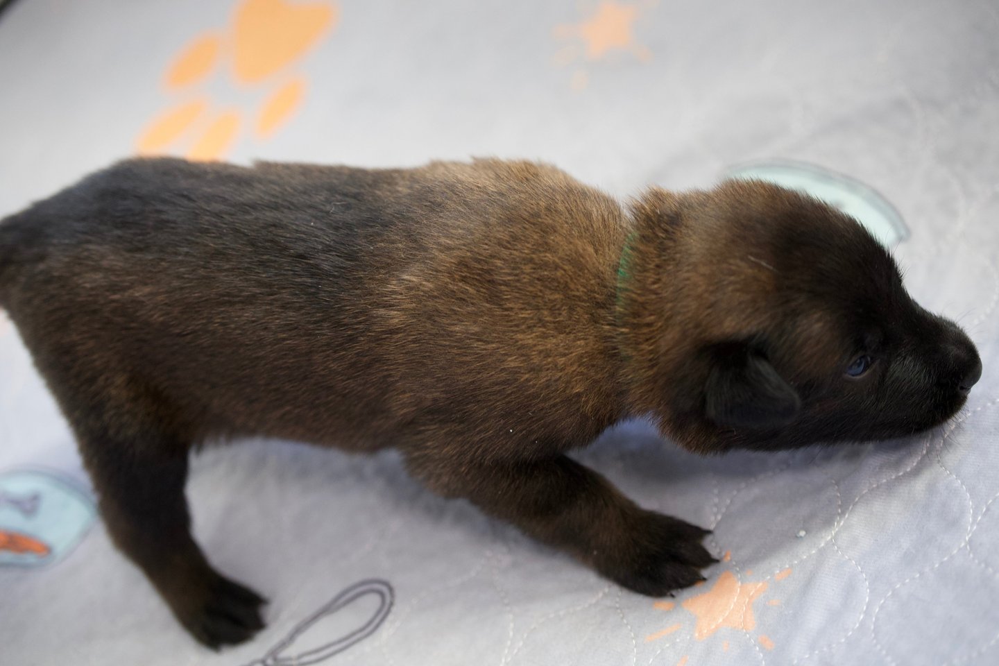 Belgian Malinois puppies for sale in Florida. Five males and three females available July 11th 2026