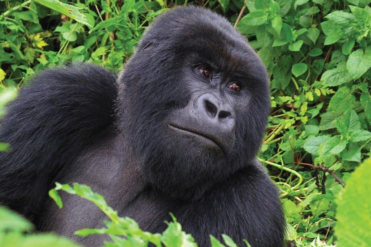 A powerful silverback mountain gorilla resting in the lush green foliage of a tropical jungle habitat.