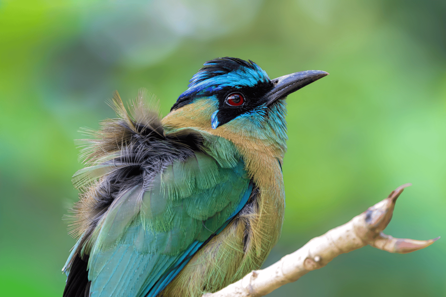 A colorful Lesson's motmot bird with turquoise feathers and red eyes perched on a branch.
