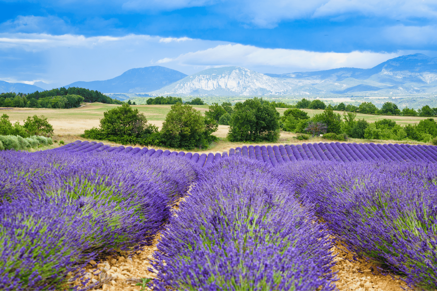 Blooming purple lavender fields in Provence with mountains and a cloudy blue sky in the background.