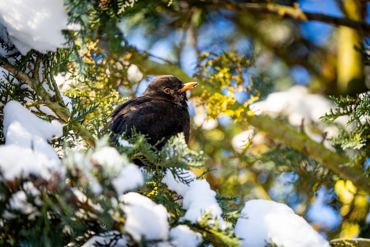 Amsel im Schnee. Foto: Philipp Geisler, Grevenbrück