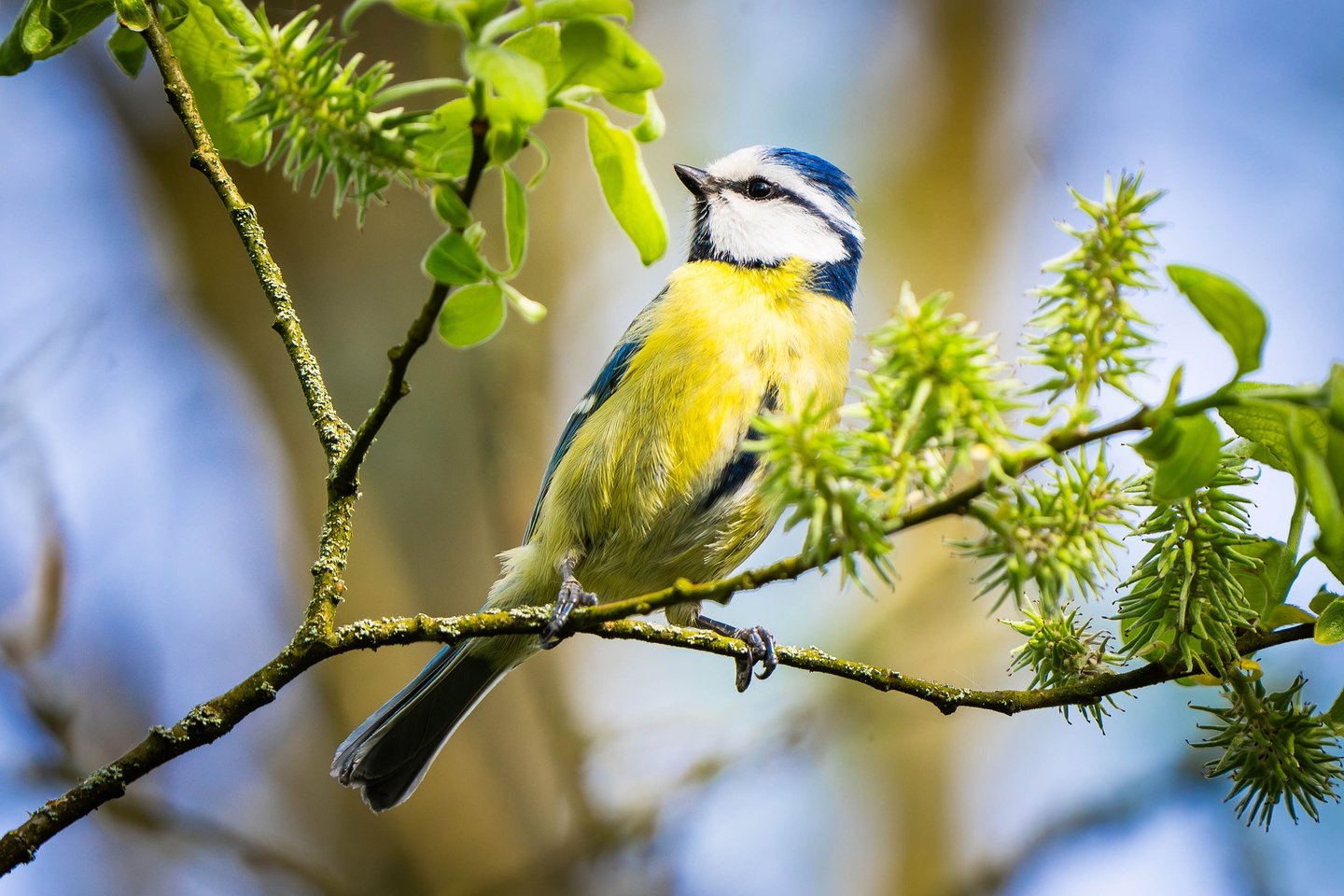 Blaumeise sitzt auf einem Weidenstrauch.