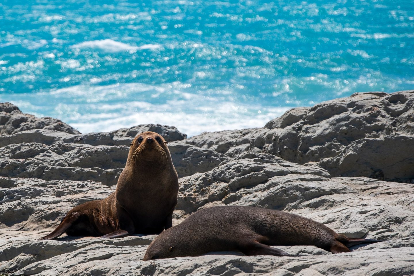 Seal resting on rocks near Kaikoura Peninsula