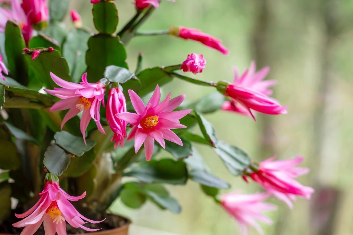 A potted Easter Cactus plant with pink flowers
