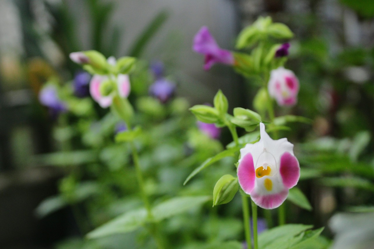 a single Torenia flower in shade