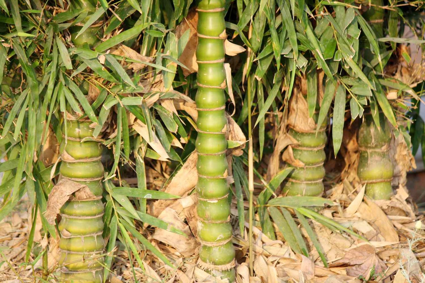 Buddha Belly Bamboo with thicker stems