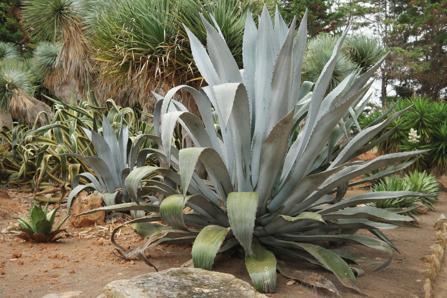 an outdoor Agave Americana with large leaves