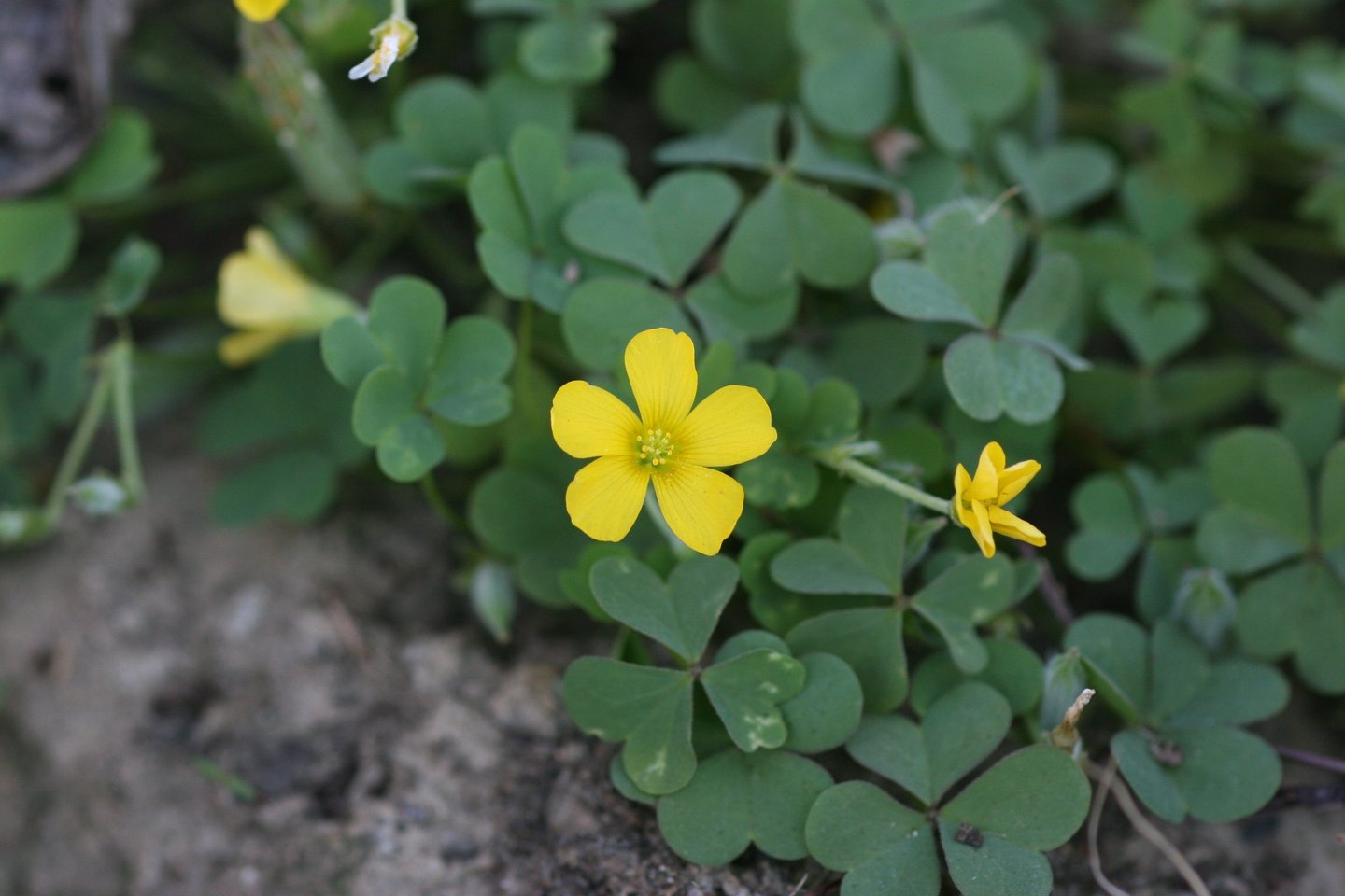 tiny Yellow Sorrel flowers with lots of green leaves n the background