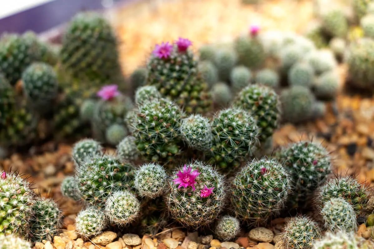a tiny indoor cactus plant with pink flowers
