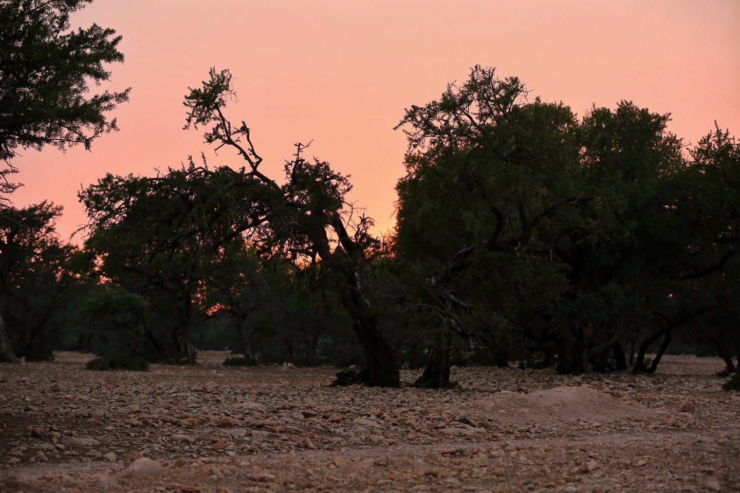coucher de soleil avec un ciel rose dans les arganiers