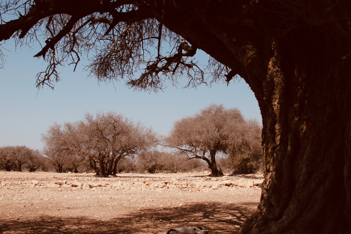 forêt d'arganiers dans la campagne marocaine