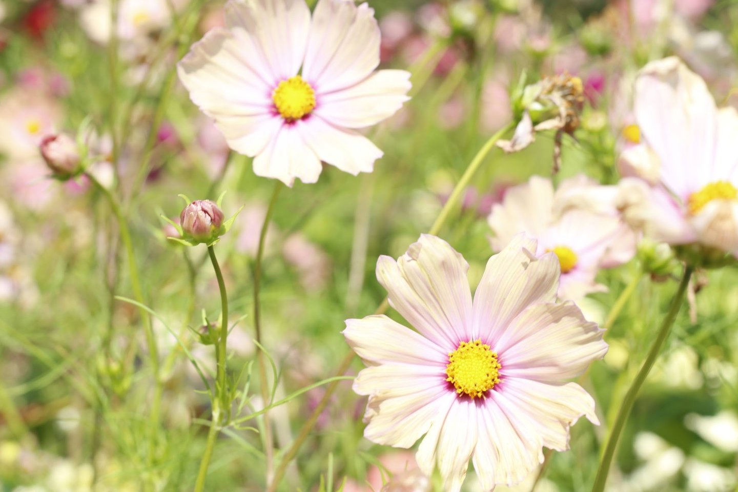 Cosmea zachte kleuren