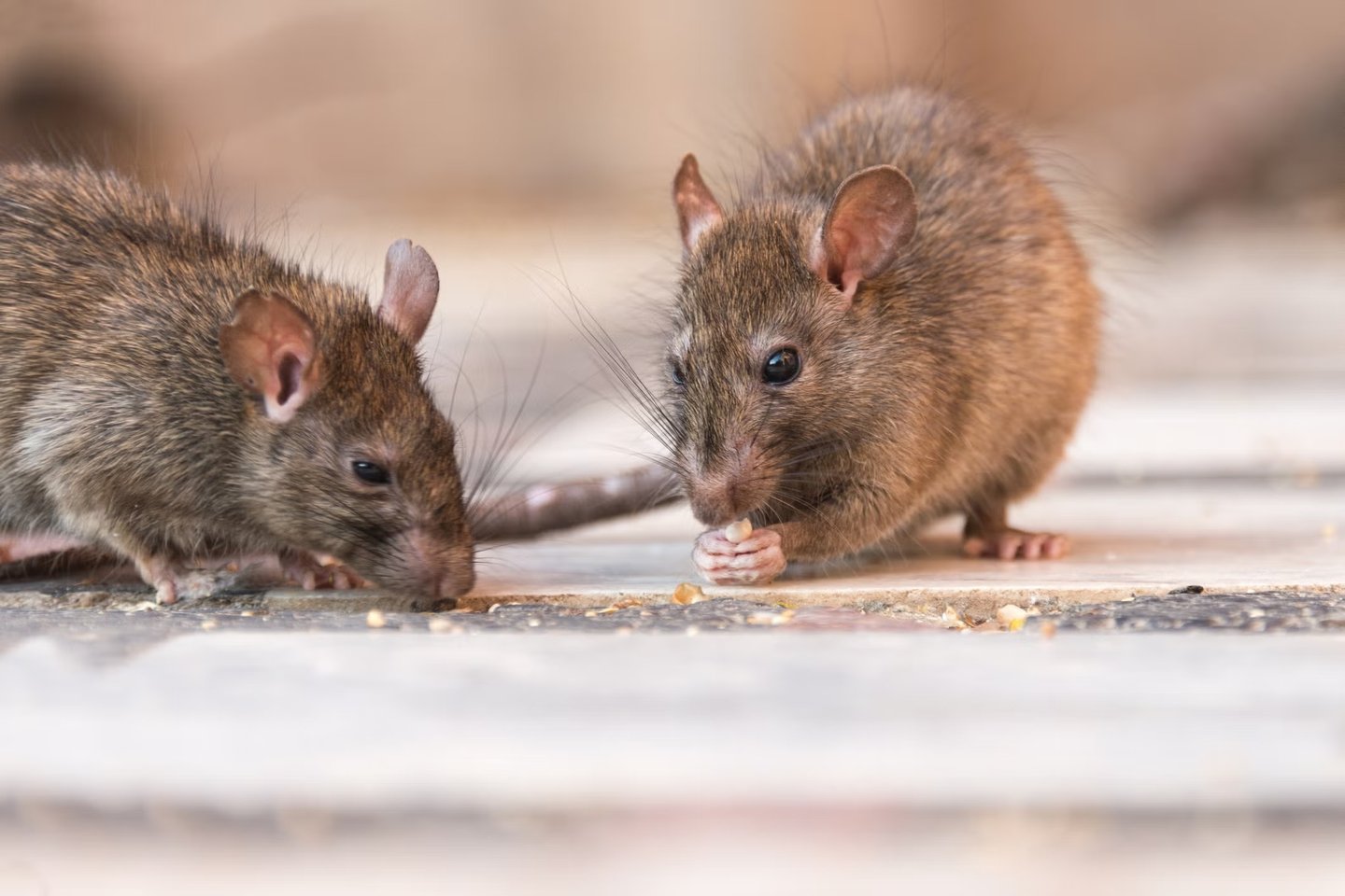 Rodent Control in Menifee, Murrieta, and Temecula Footprint Pest Management