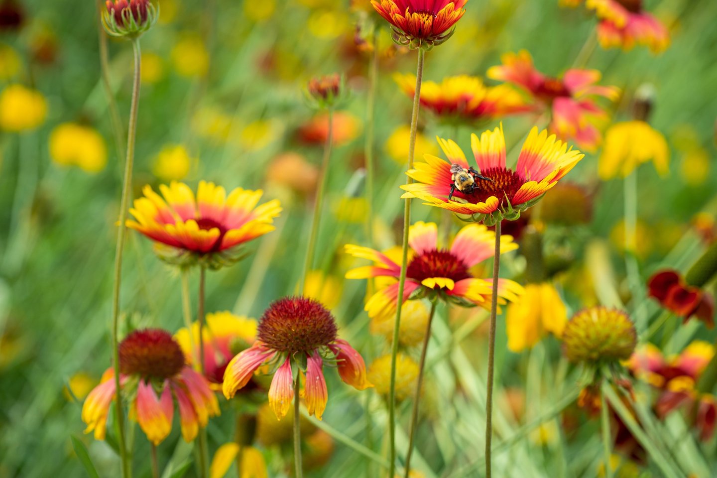 a bee on a flowery field with a bee on it