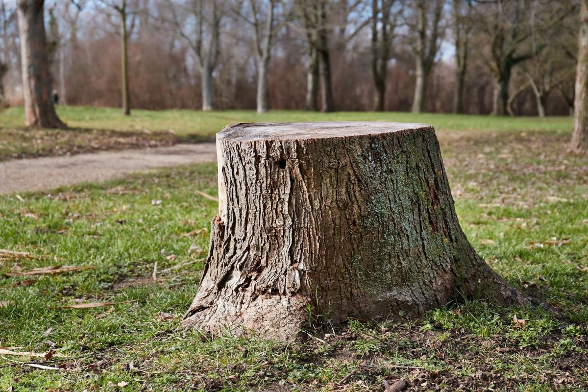 Souche d'un arbre abattu