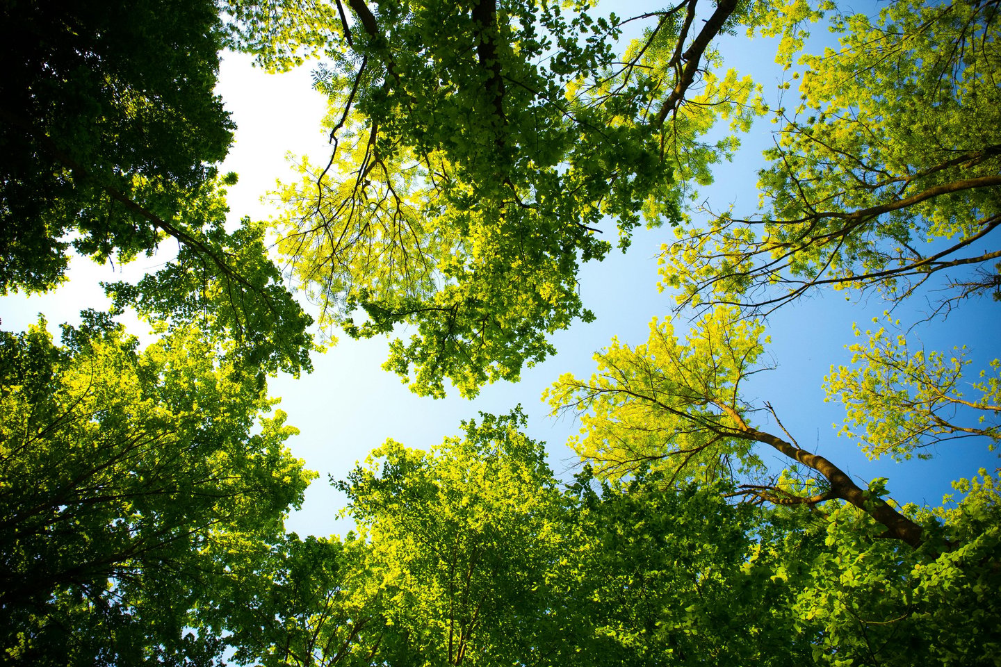 vue d'une forêt avec beaucoup d'arbres