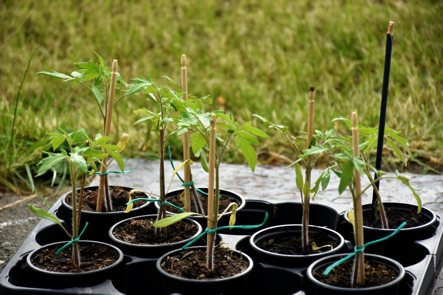 plants tomates