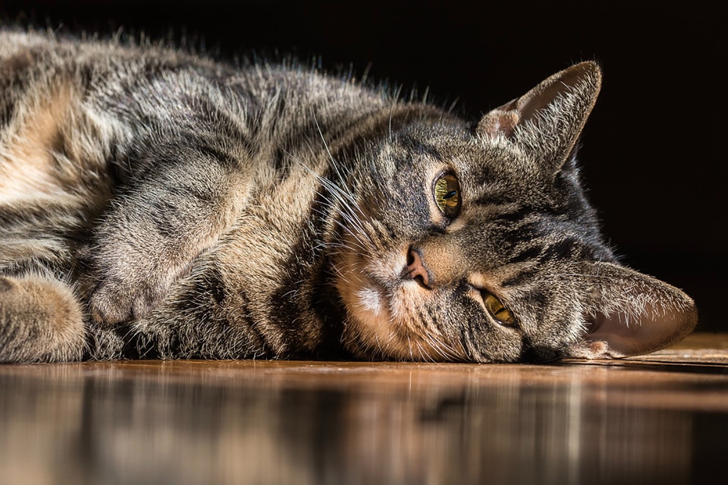 montreal qc pet photographer Ilana Block