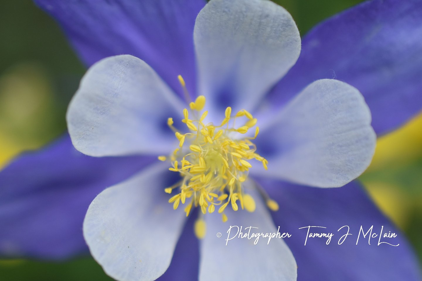 Colorado's Columbine's Close-Up by Tammy J McLain
