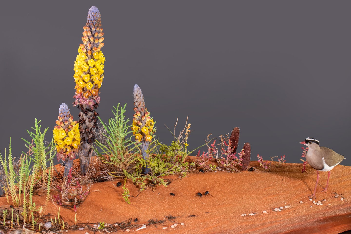 Nature identical habitat diorama of Arabian beach with desert hyacinth botanical models