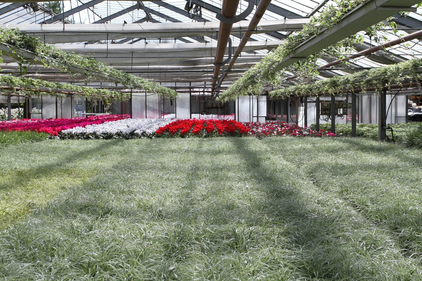 plantes pour la toussaint