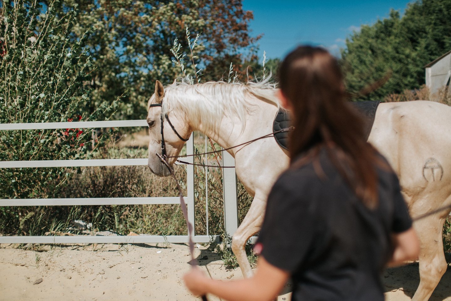 cavalier qui longe son cheval
