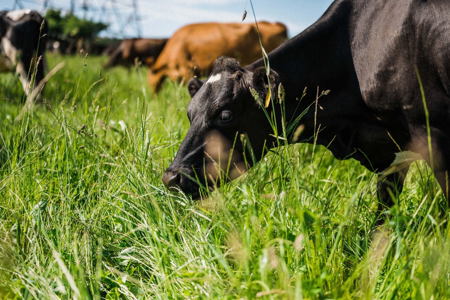 an organic dairy cow grazing in the grass in a field