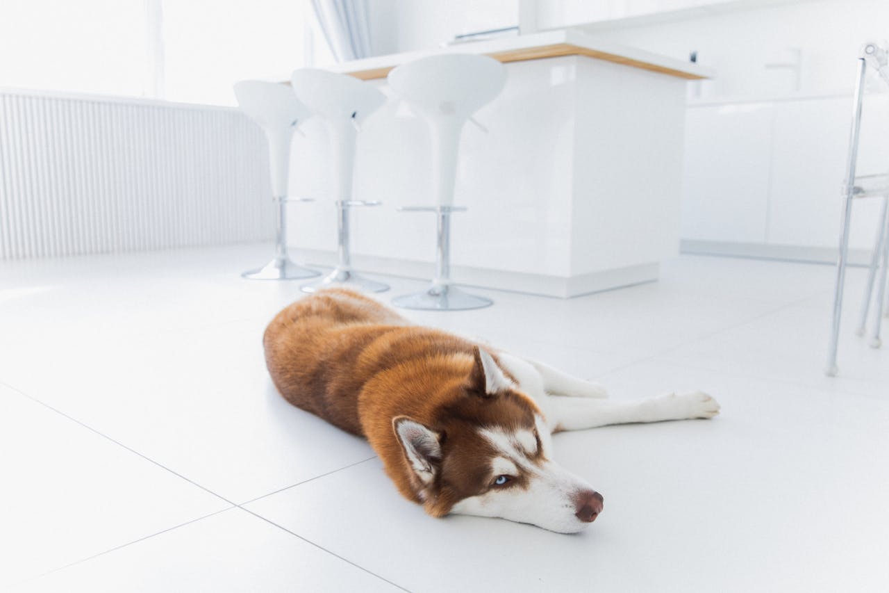 a dog laying on the floor in a white room