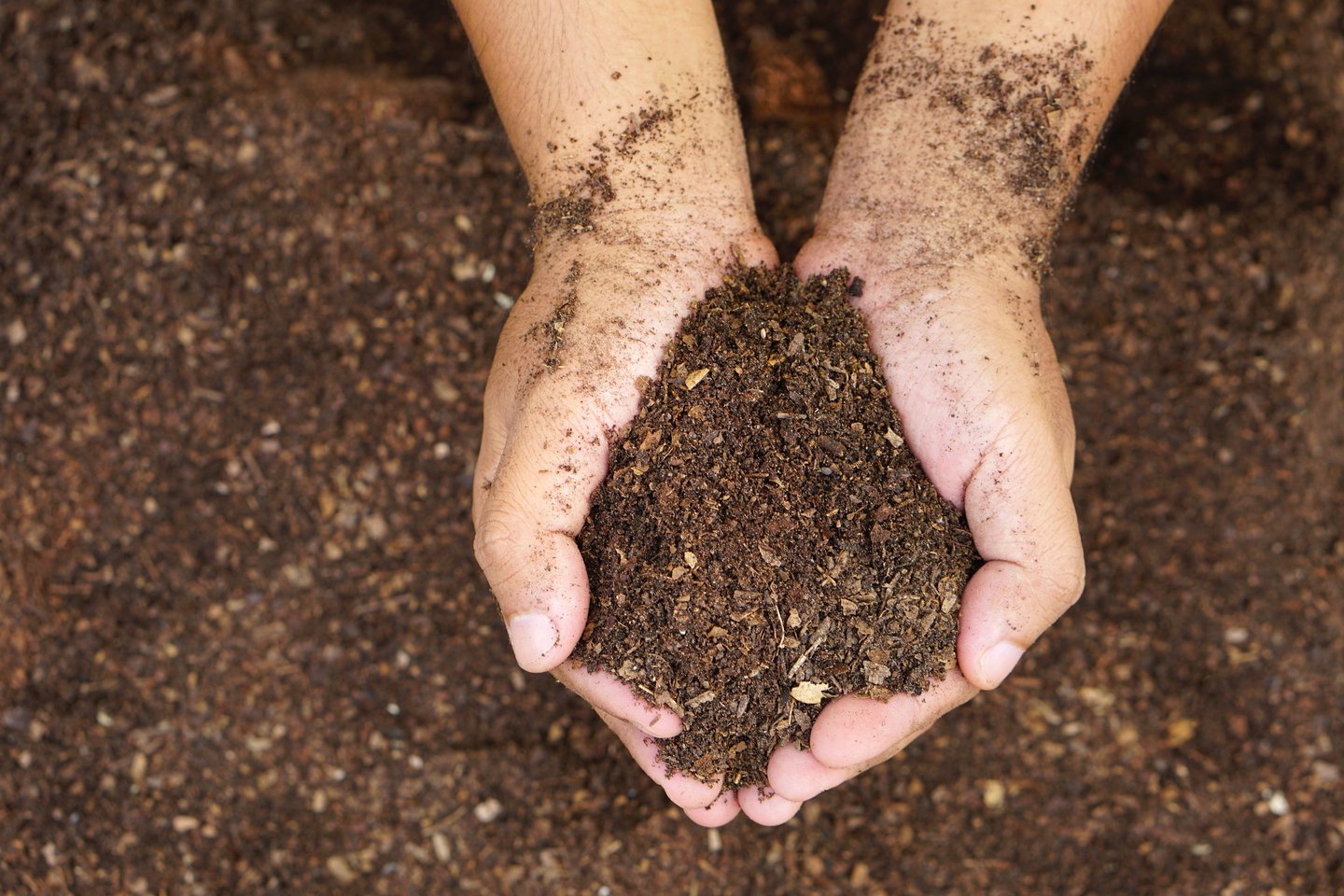 a person holding compost in their hands