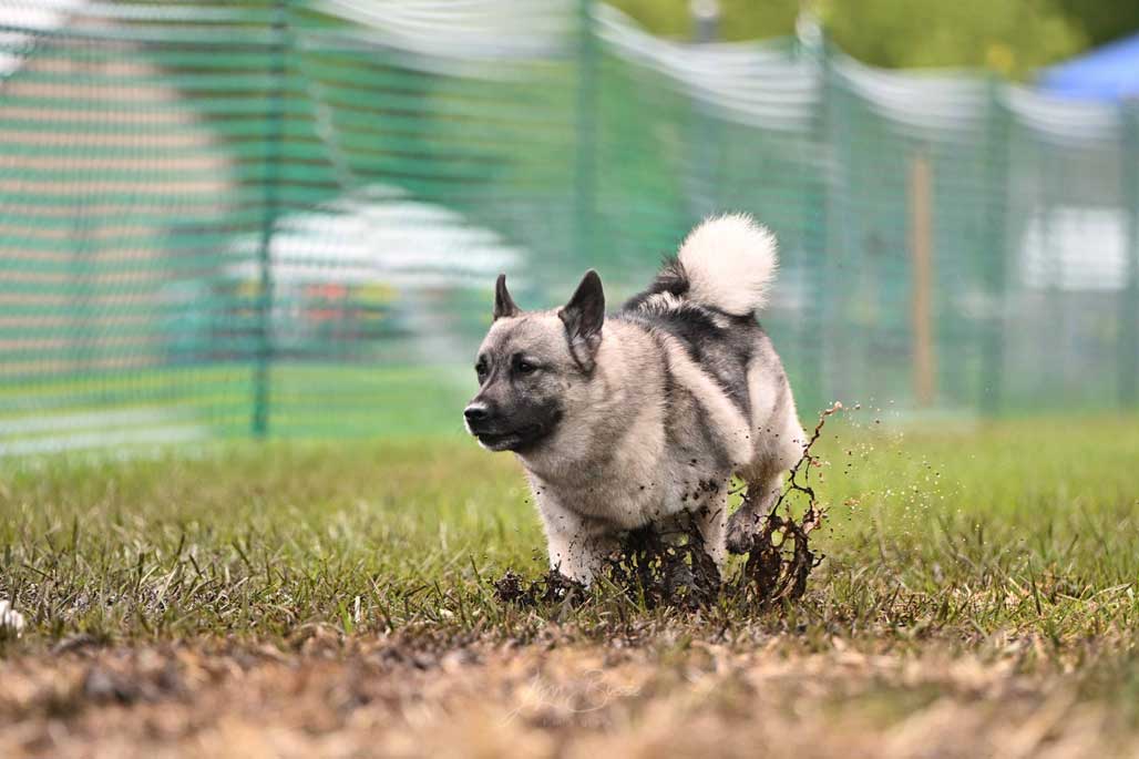 Norwegian Elkhound running FastCAT in the mud