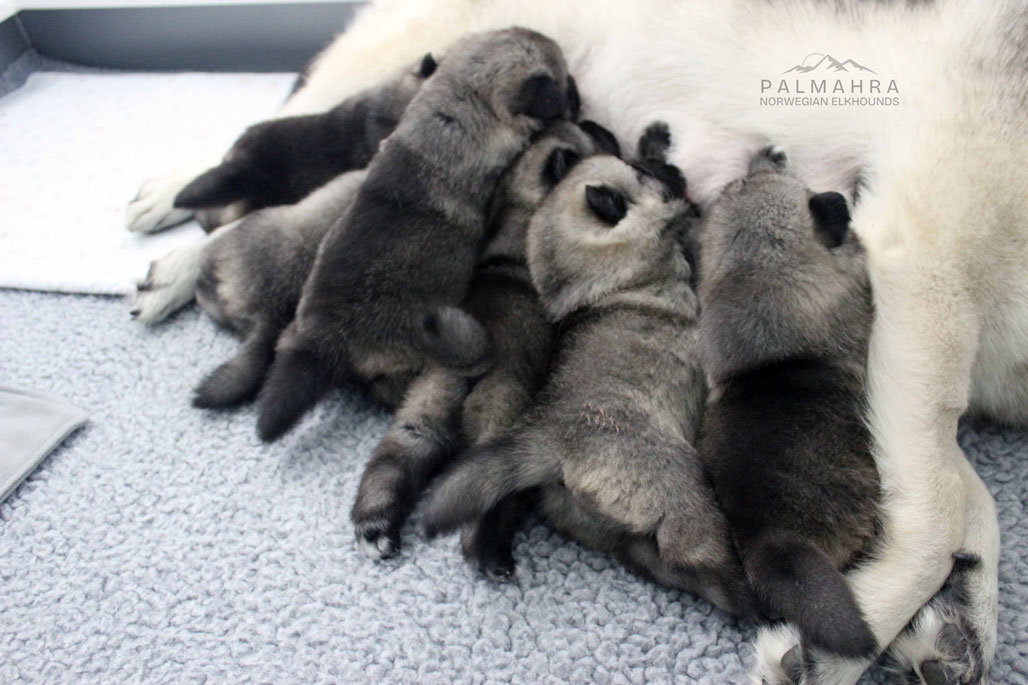 Litter of Norwegian Elkhound puppies