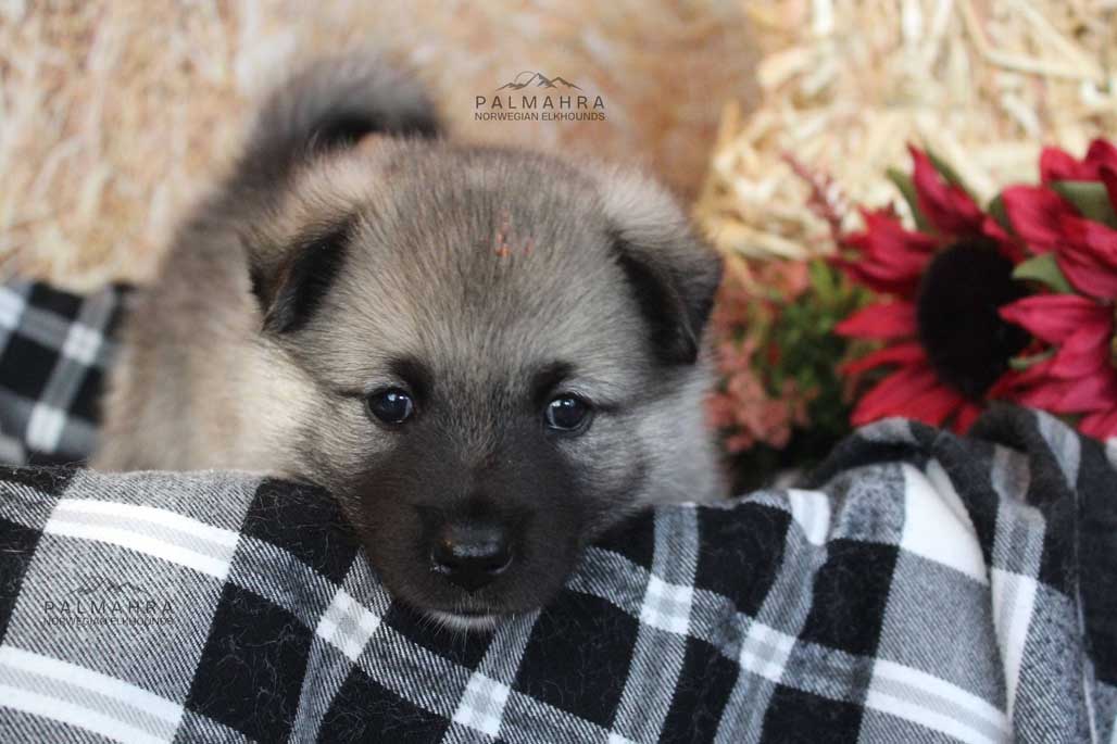 Norwegian Elkhound puppy