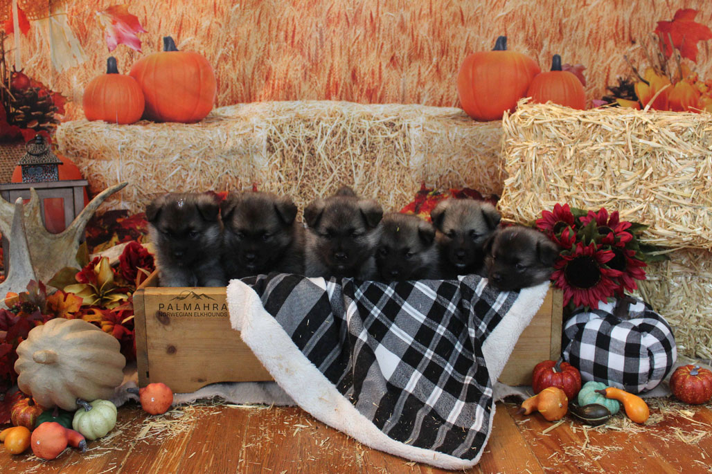 Litter of Norwegian Elkhound puppies