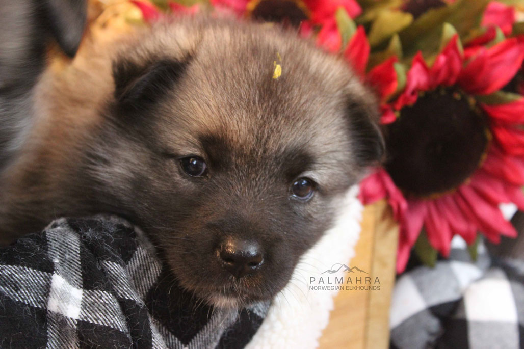 Norwegian Elkhound puppy