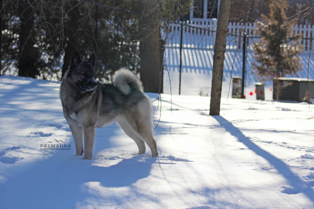 Norwegian Elkhound standing in the snow