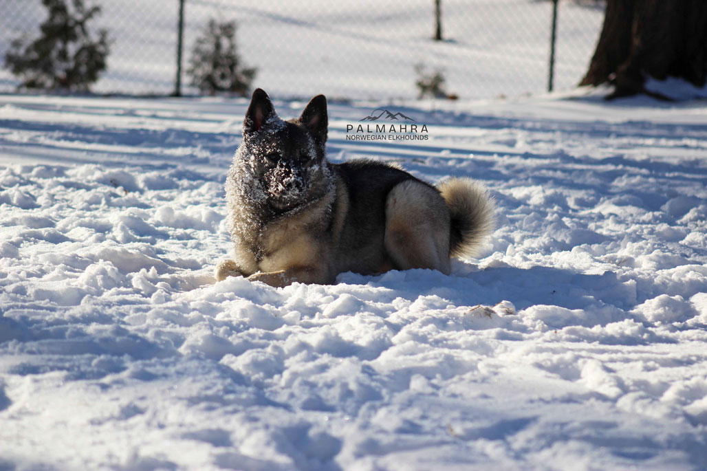 Norwegian Elkhound in the snow