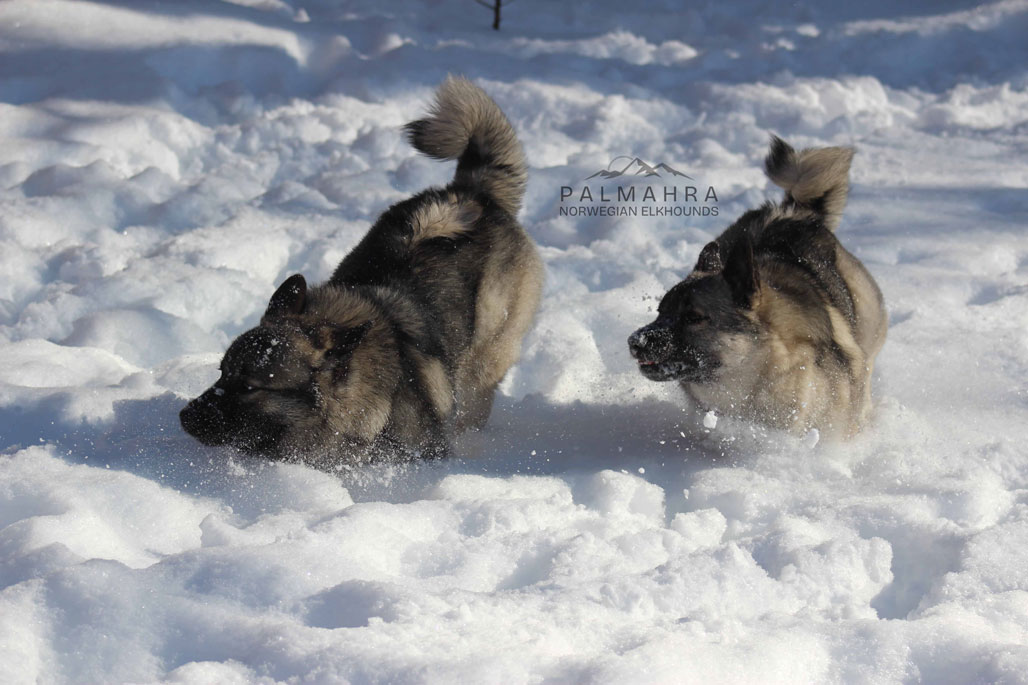 Norwegian Elkhound puppies running in the snow