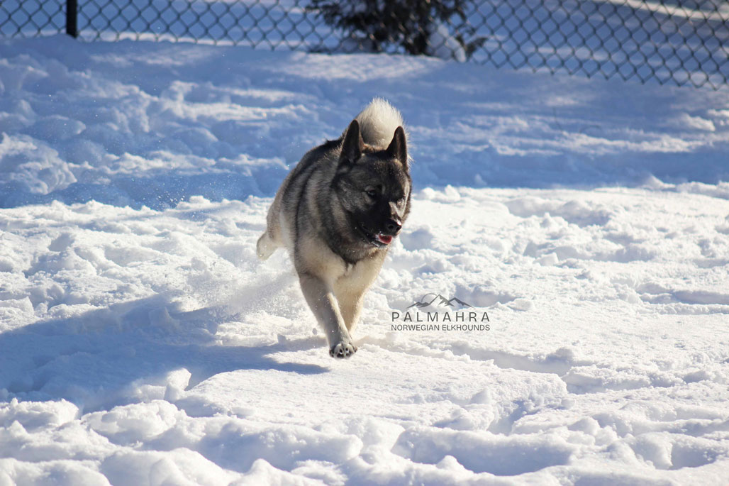 Norwegian Elkhound running in snow