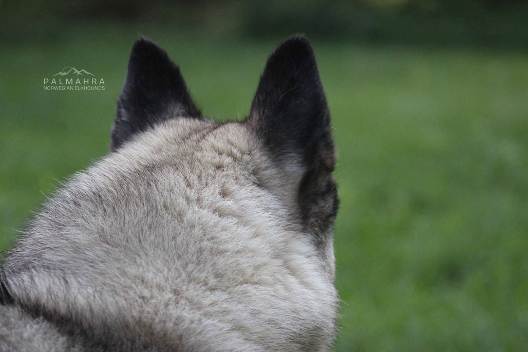 Norwegian Elkhound
