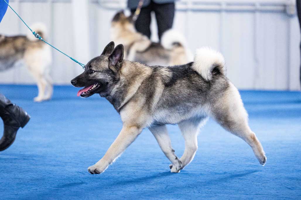 Norwegian Elkhound gaiting in the show ring