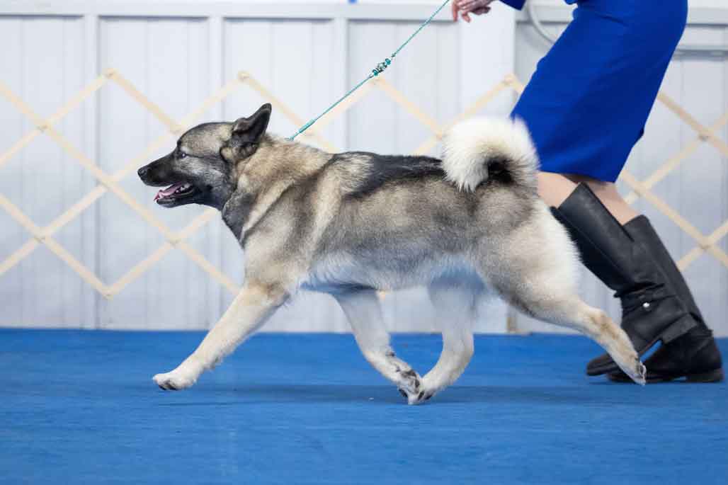 Norwegian Elkhound gaiting
