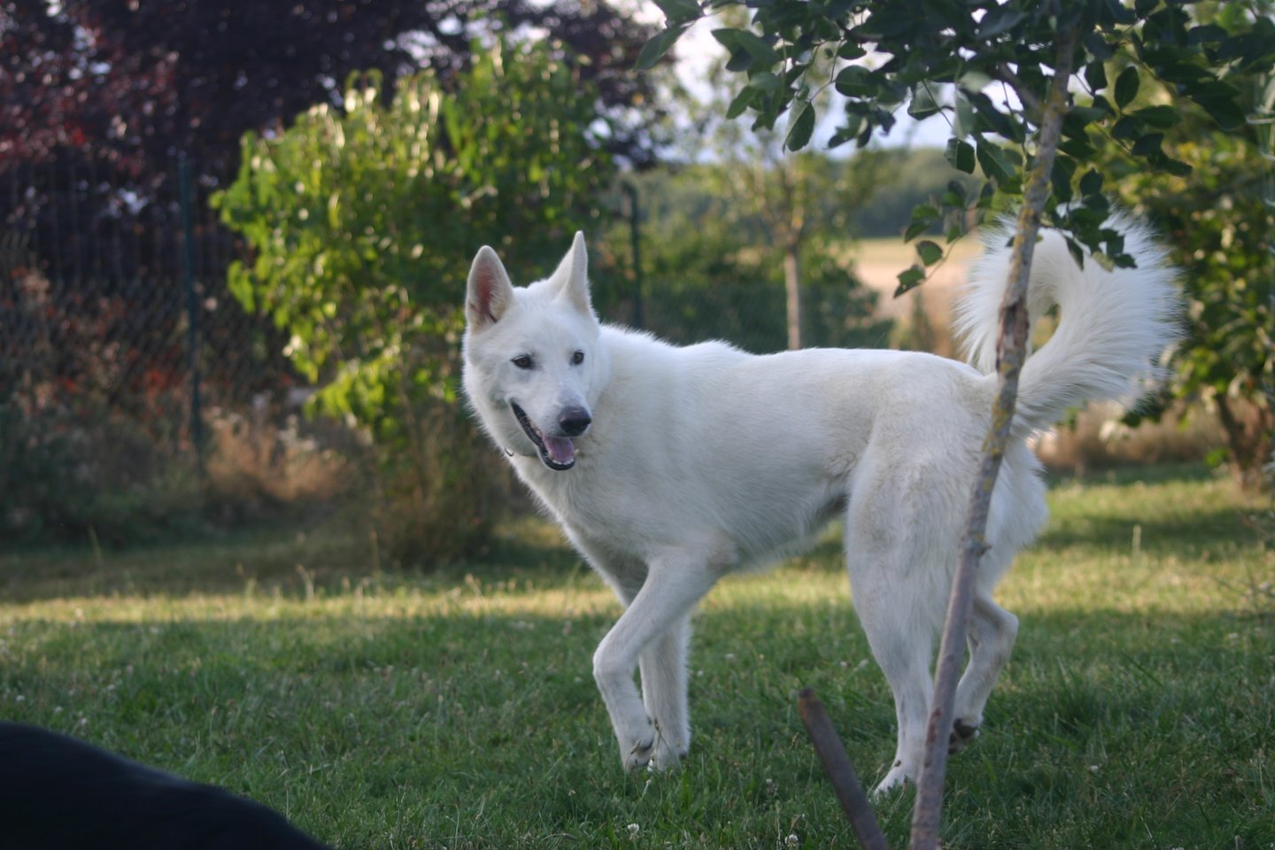 a white dog standing in the grass with a person in the background