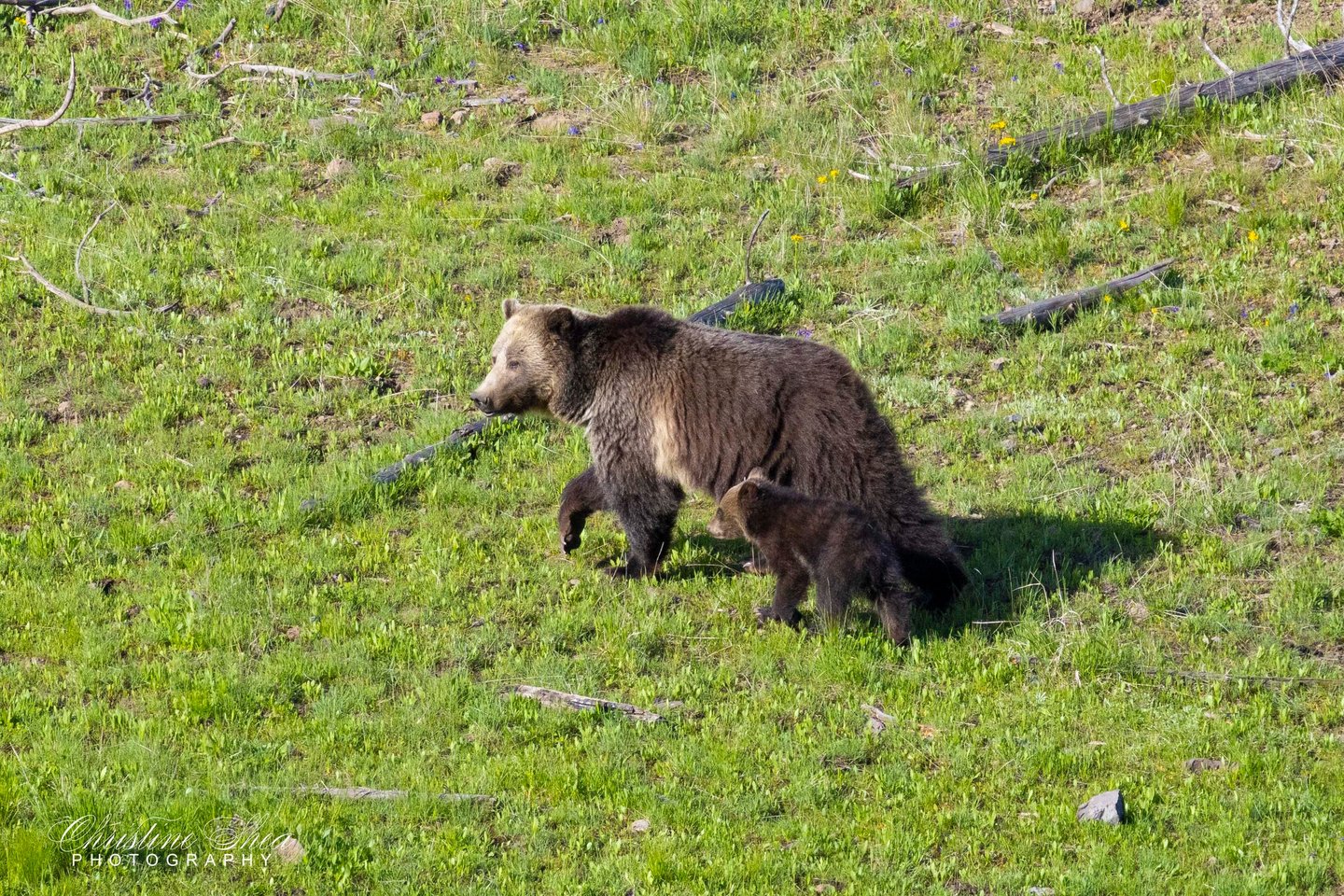 Grizzly bear "Raspberry" and her Cub